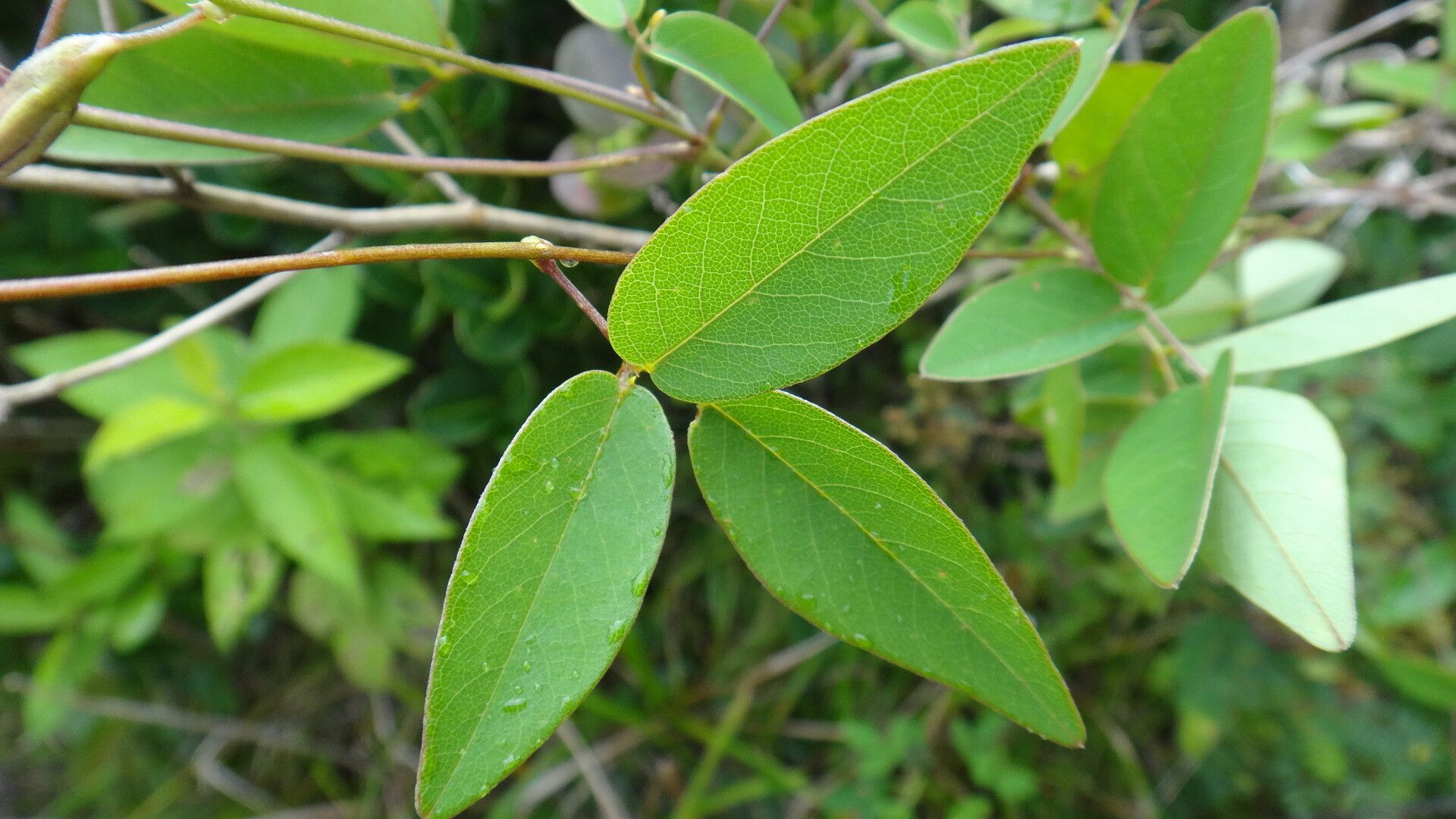Galactia longiflora leaf
