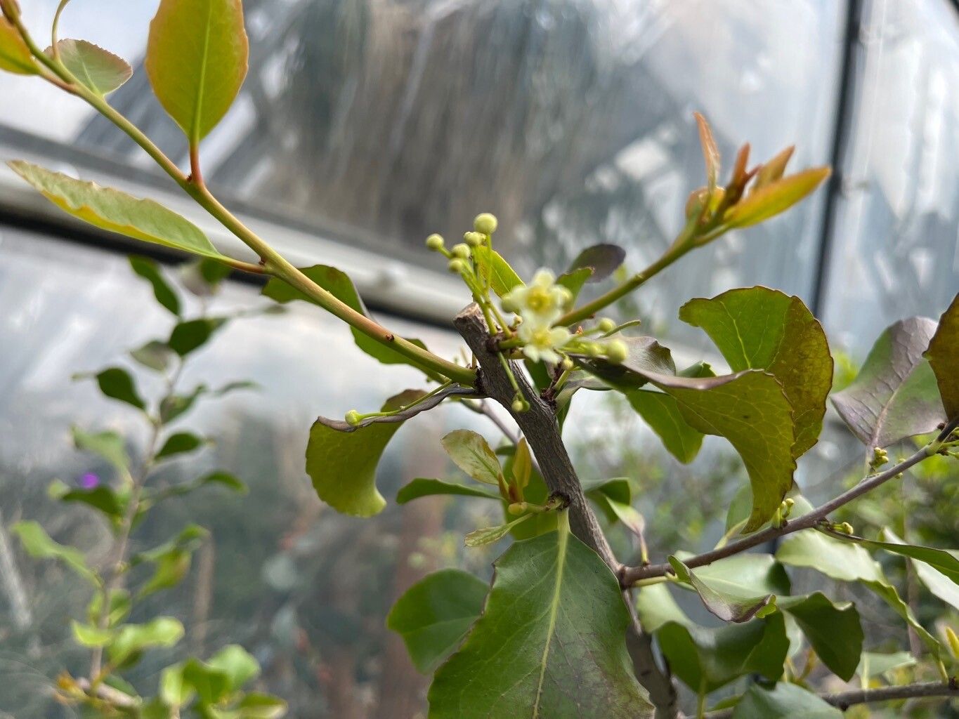 Maytenus canariensis flower