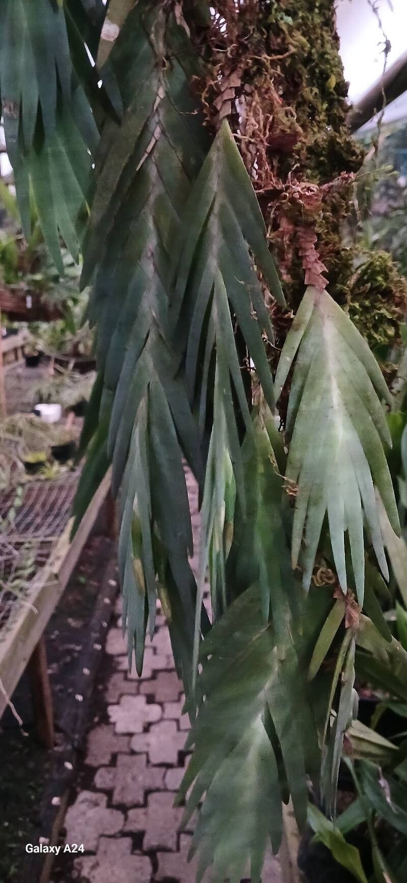 Maxillaria witsenioides — search result for 'Maxillaria'