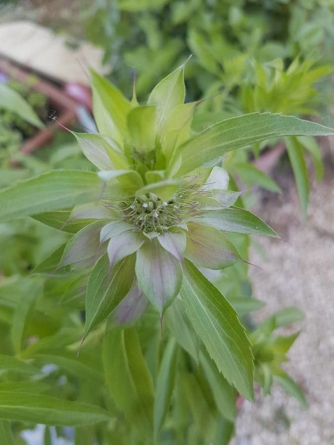 Monarda punctata — search result for 'Eastern United States and Canada'