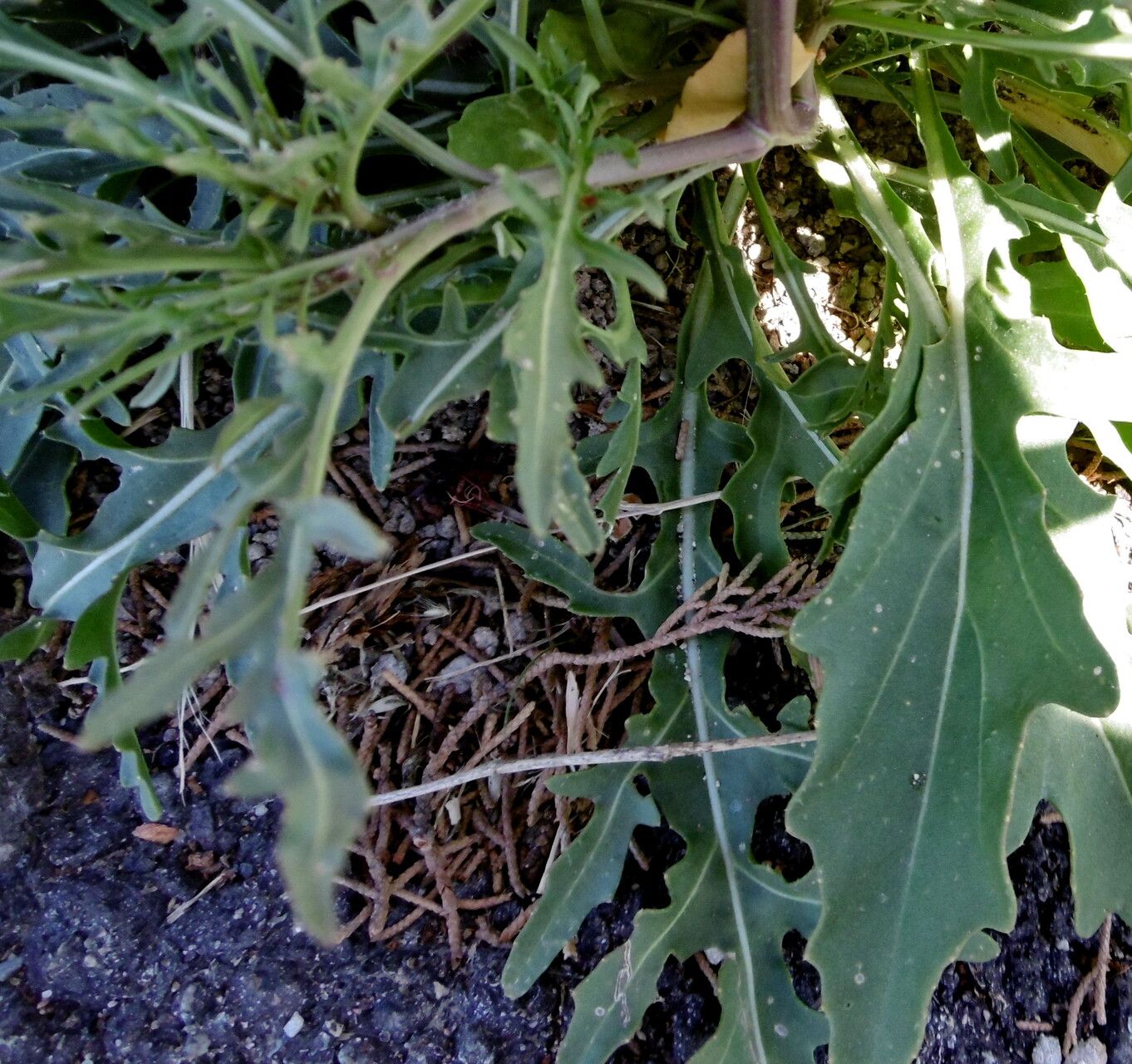 Erucastrum gallicum — search result for 'Eruca'