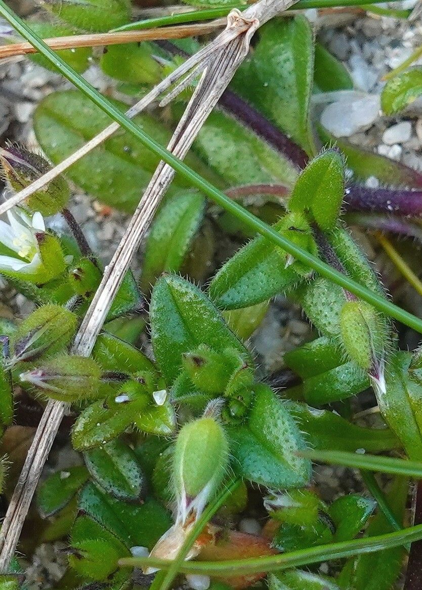 Cerastium diffusum — search result for 'Libya'