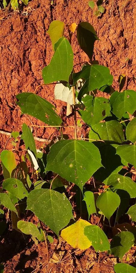 Mallotus apelta habit