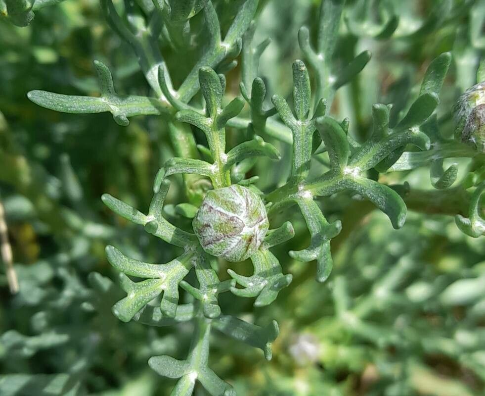 Hymenoxys robusta other
