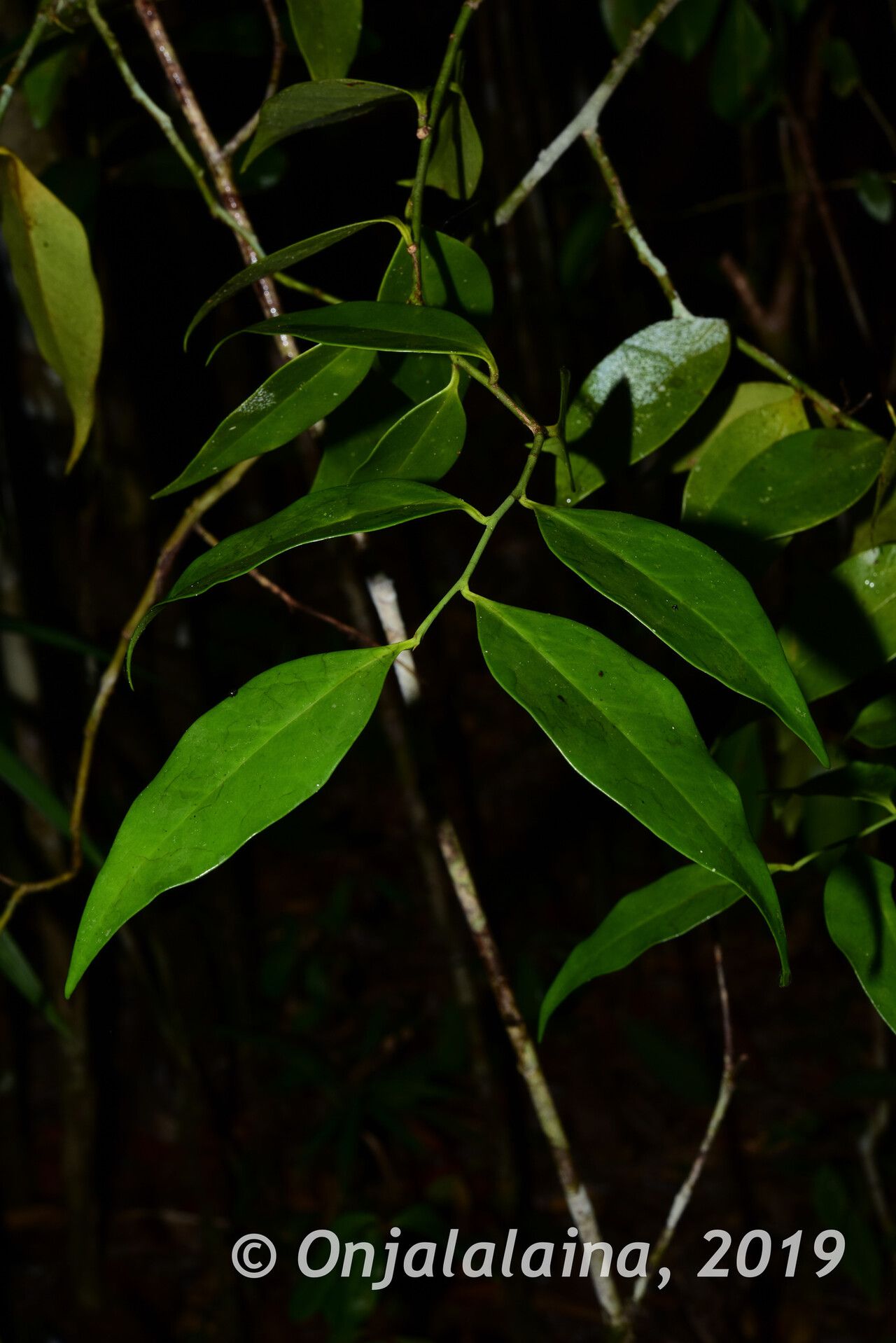 Olax emirnensis — related species from the same genus