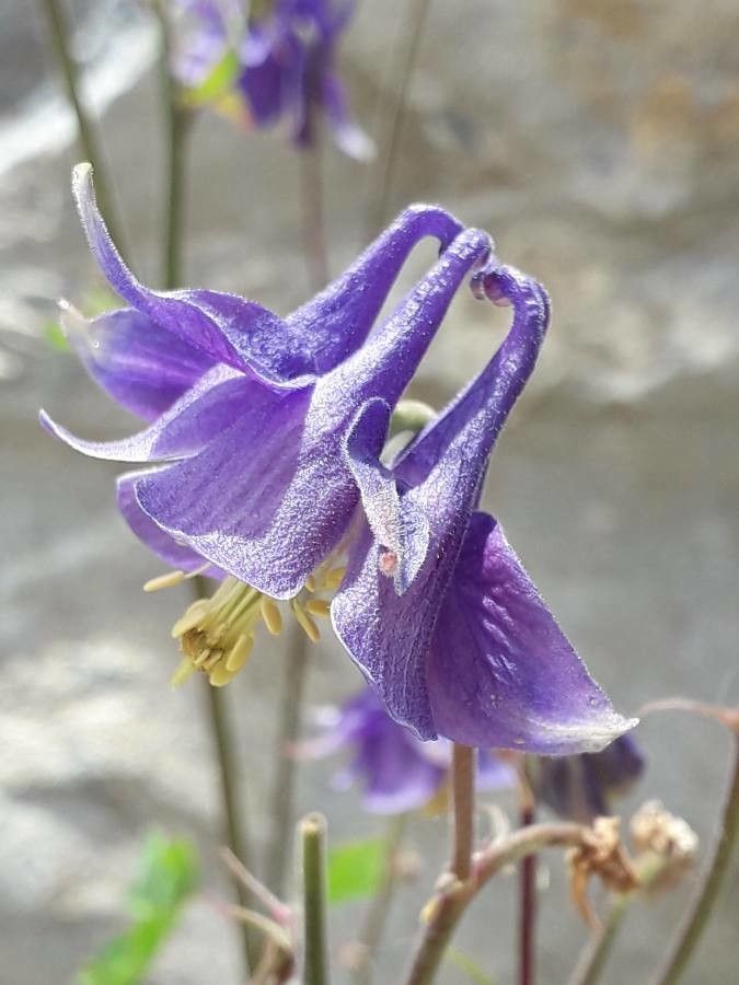 Aquilegia nevadensis flower