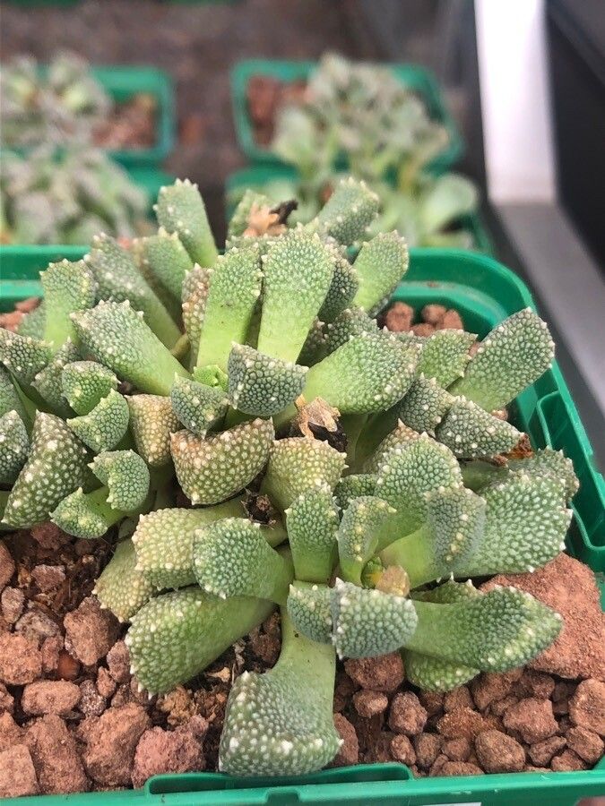 Titanopsis calcarea