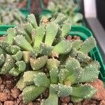 Titanopsis calcarea