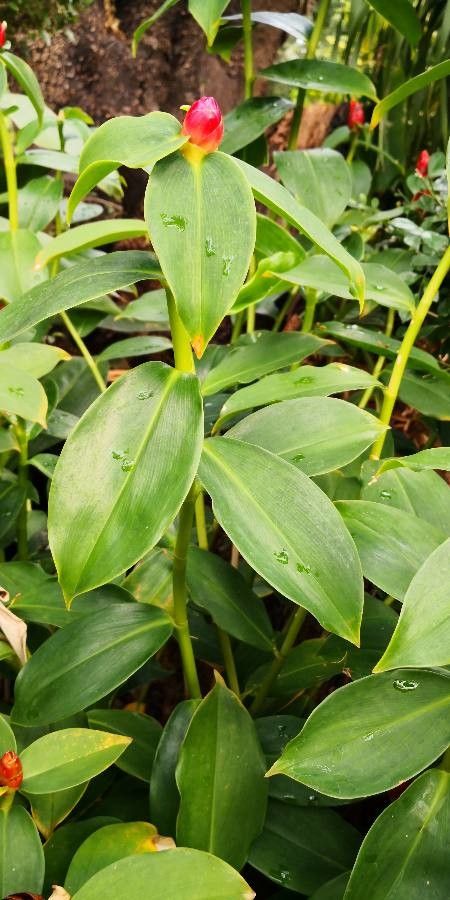 Costus spicatus — search result for 'Costaceae'