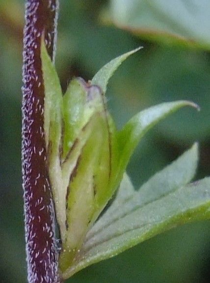 Euphrasia picta bark