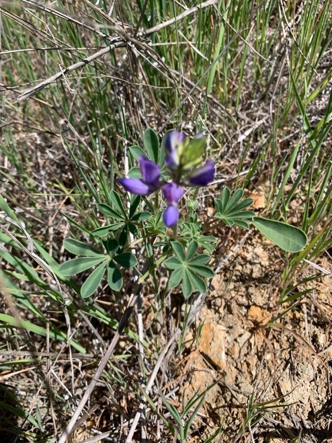Lupinus succulentus