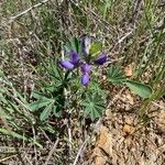 Lupinus succulentus