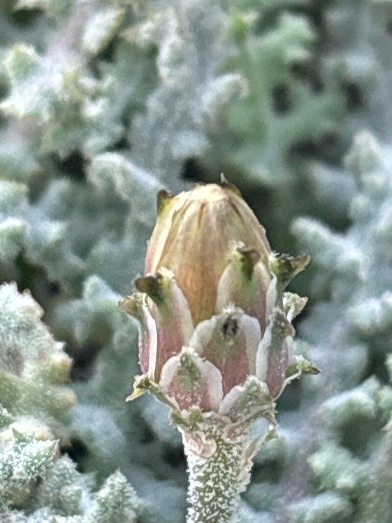 Reichardia crystallina flower