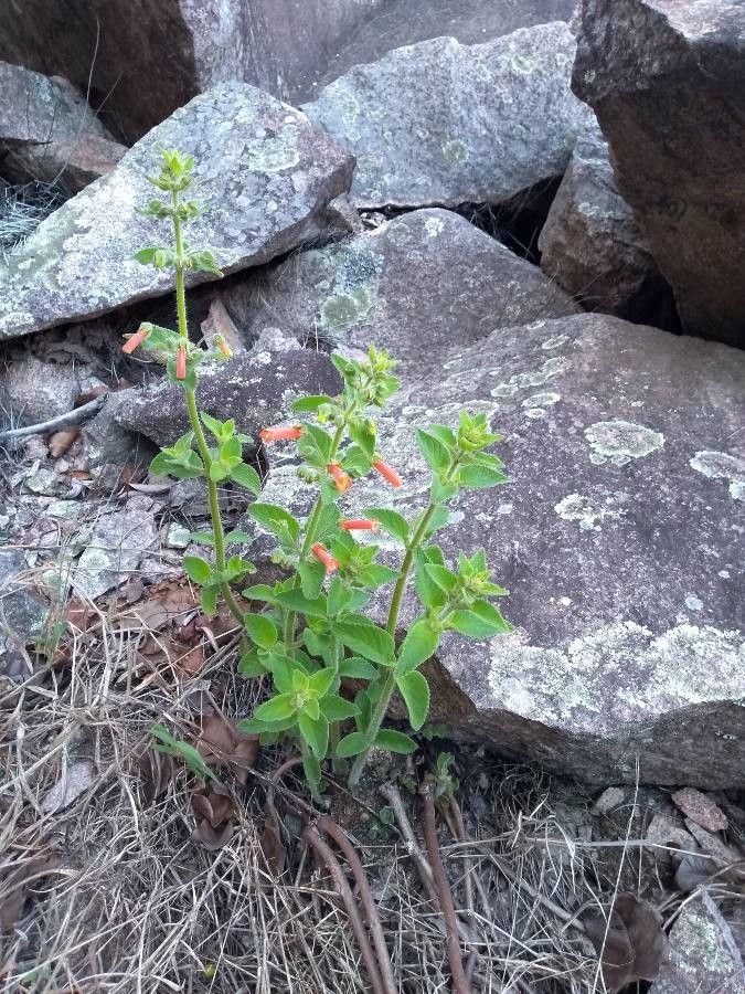 Sinningia aggregata leaf