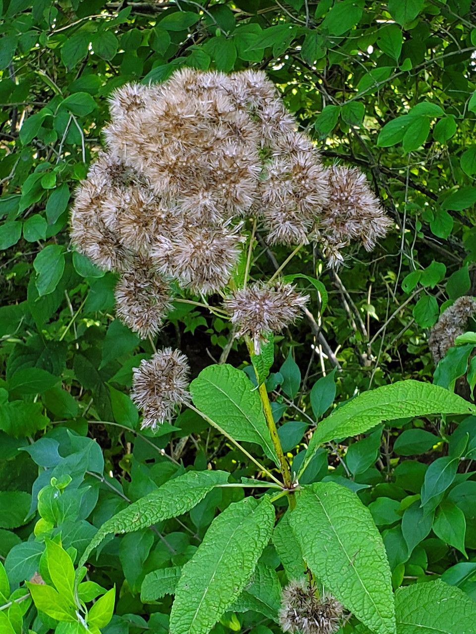 Eutrochium purpureum flower