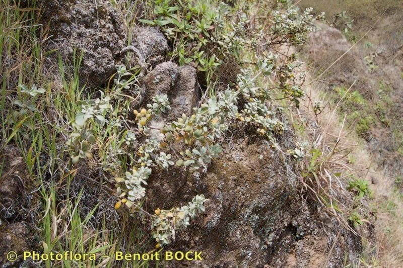 Polycarpaea gayi habit