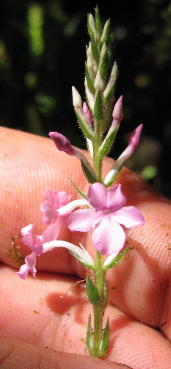 Aphelandra tonduzii — search result for 'Aphelandra'