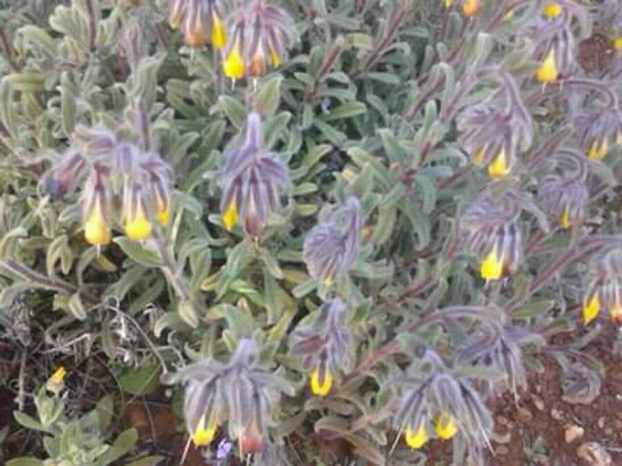 Onosma frutescens bark