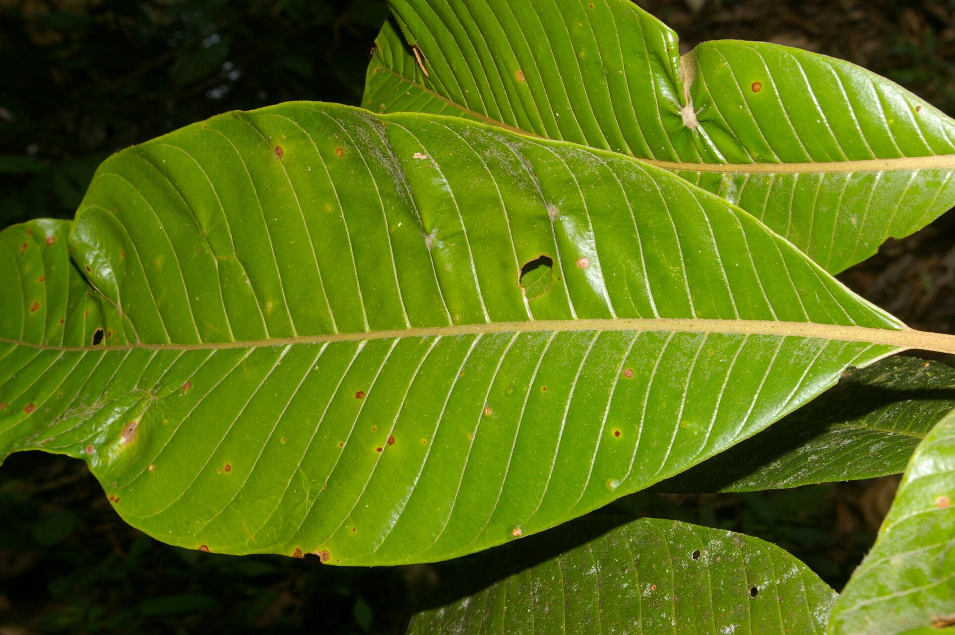 Pouteria silvestris leaf