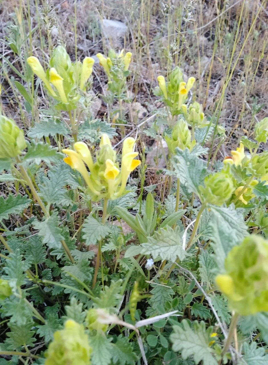 Scutellaria caucasica flower