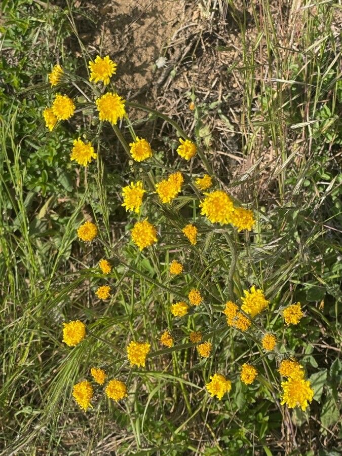 Chaenactis glabriuscula flower