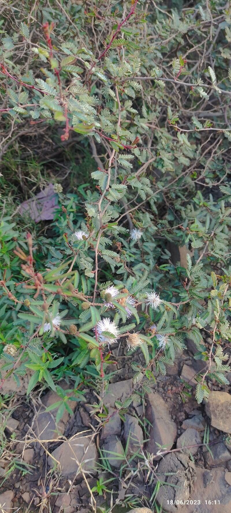 Mimosa somnians — search result for 'Mimosa'