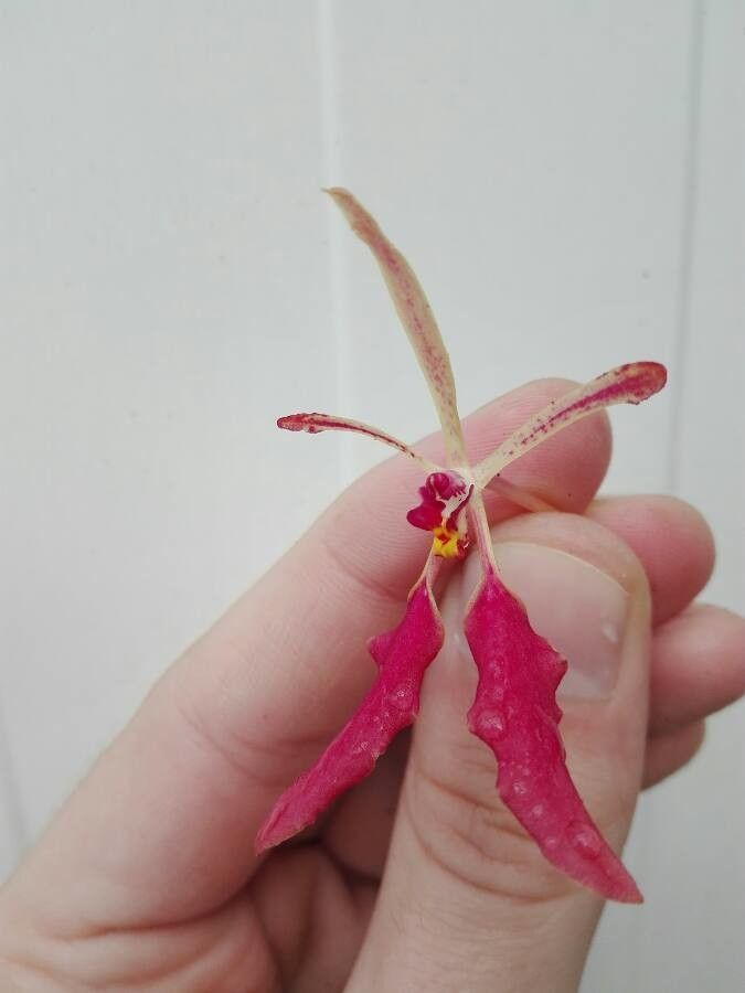 Renanthera vietnamensis flower