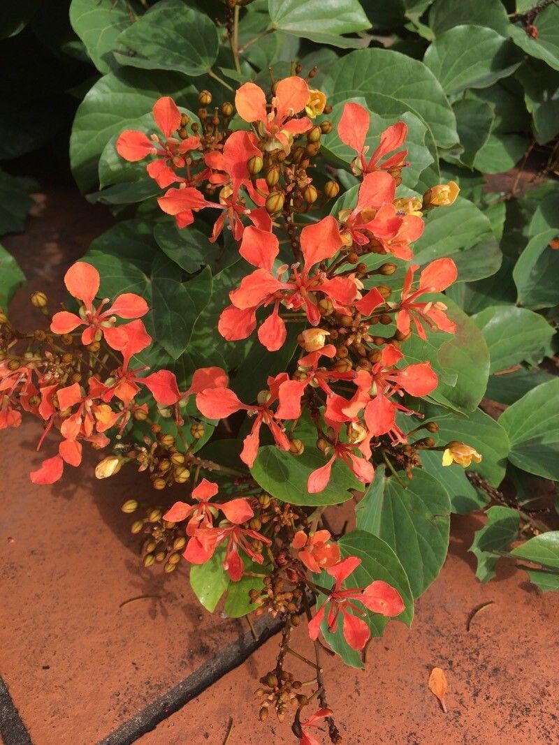 Phanera bidentata flower