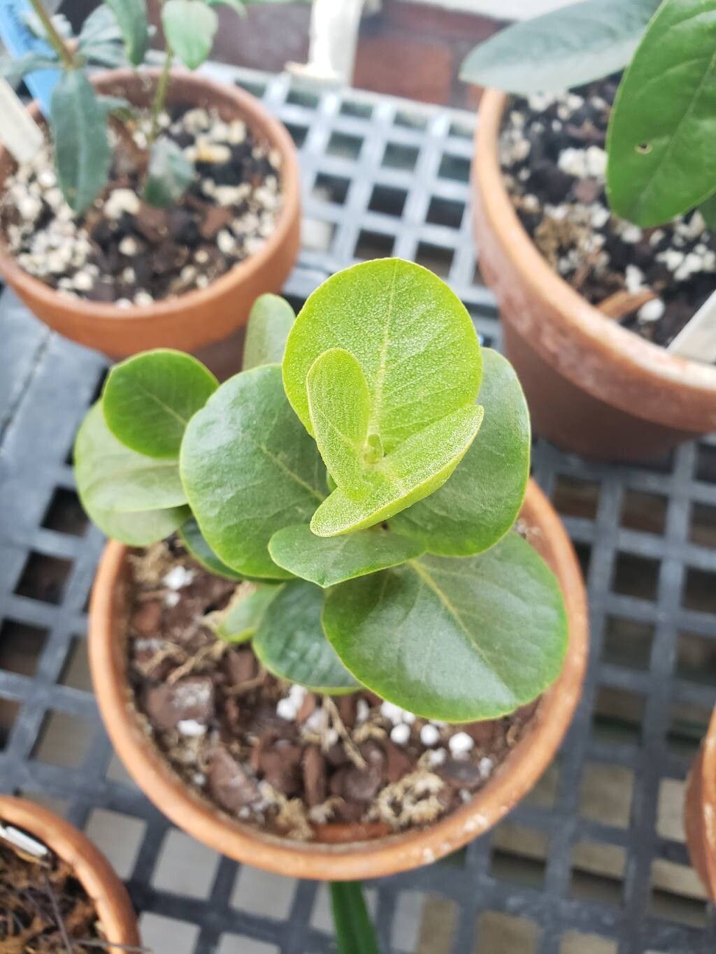 Rhododendron blackii — houseplant care guide