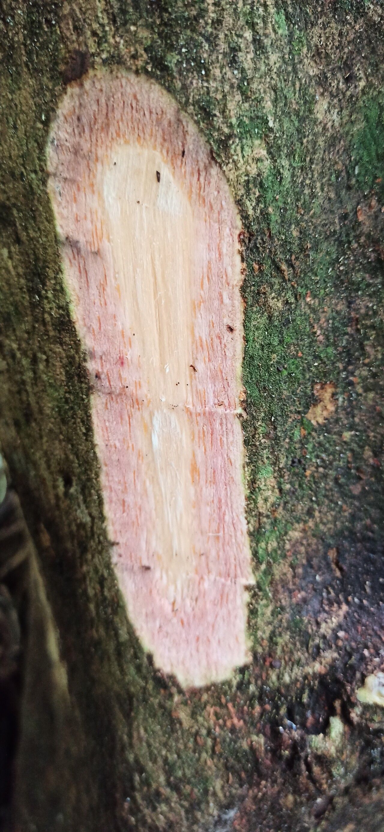 Margaritaria discoidea bark
