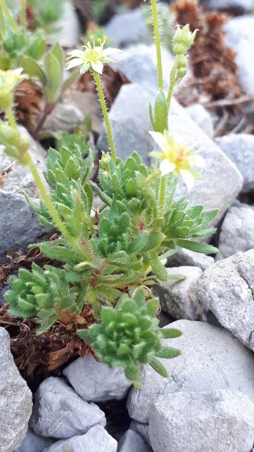 Saxifraga sedoides — search result for 'Saxifraga'