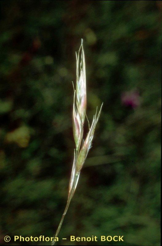 Danthonia alpina fruit
