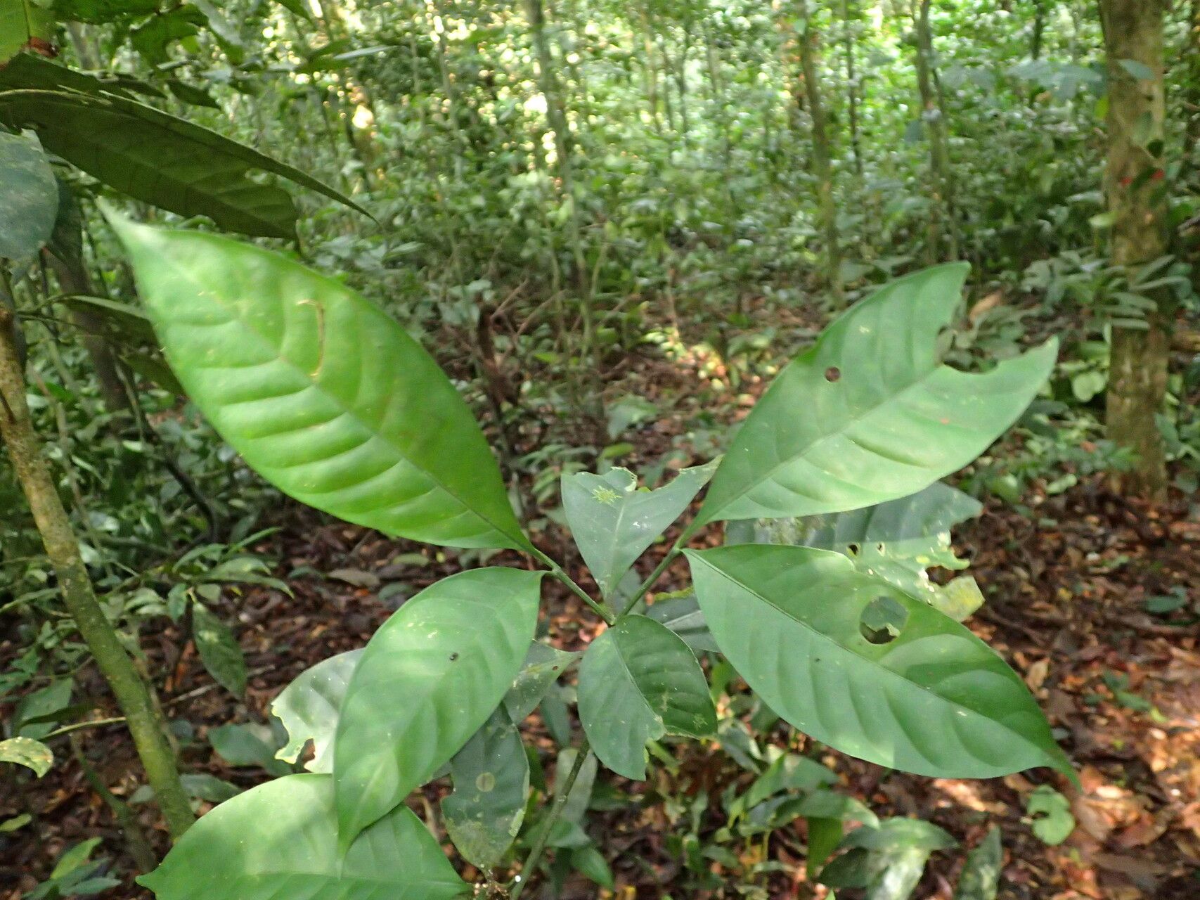 Tabernaemontana penduliflora leaf