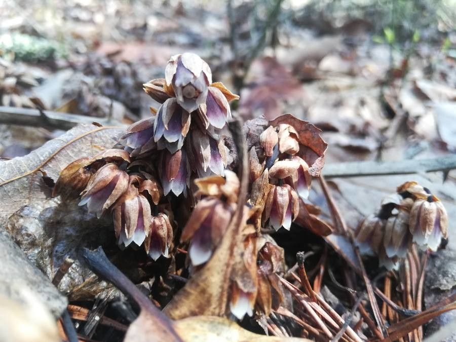 Monotropsis odorata — search result for 'Vanilla'