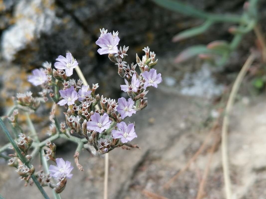 Limonium cordatum flower