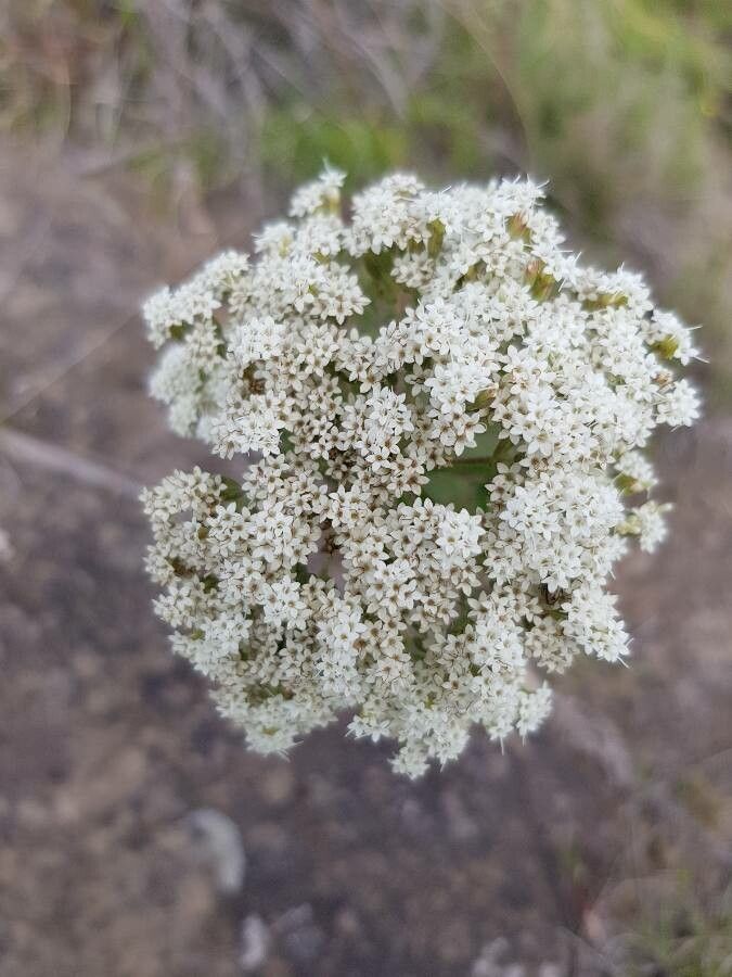 Stevia serrata flower