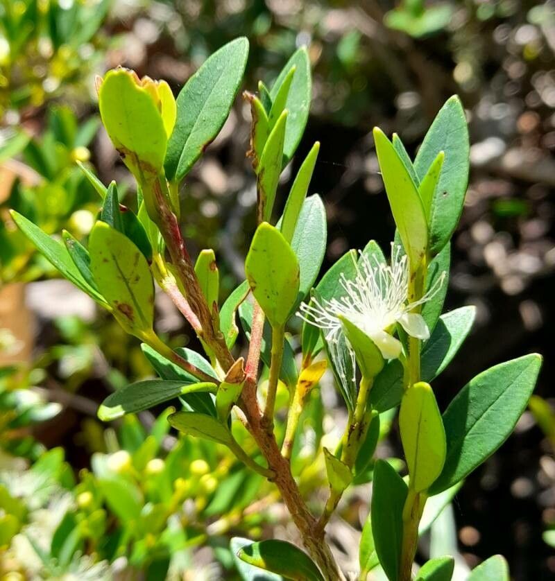 Myrceugenia chrysocarpa — related species from the same genus