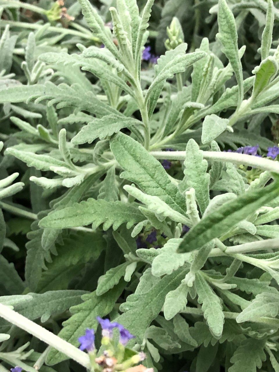 Lavandula spp. — search result for 'Lavandula'