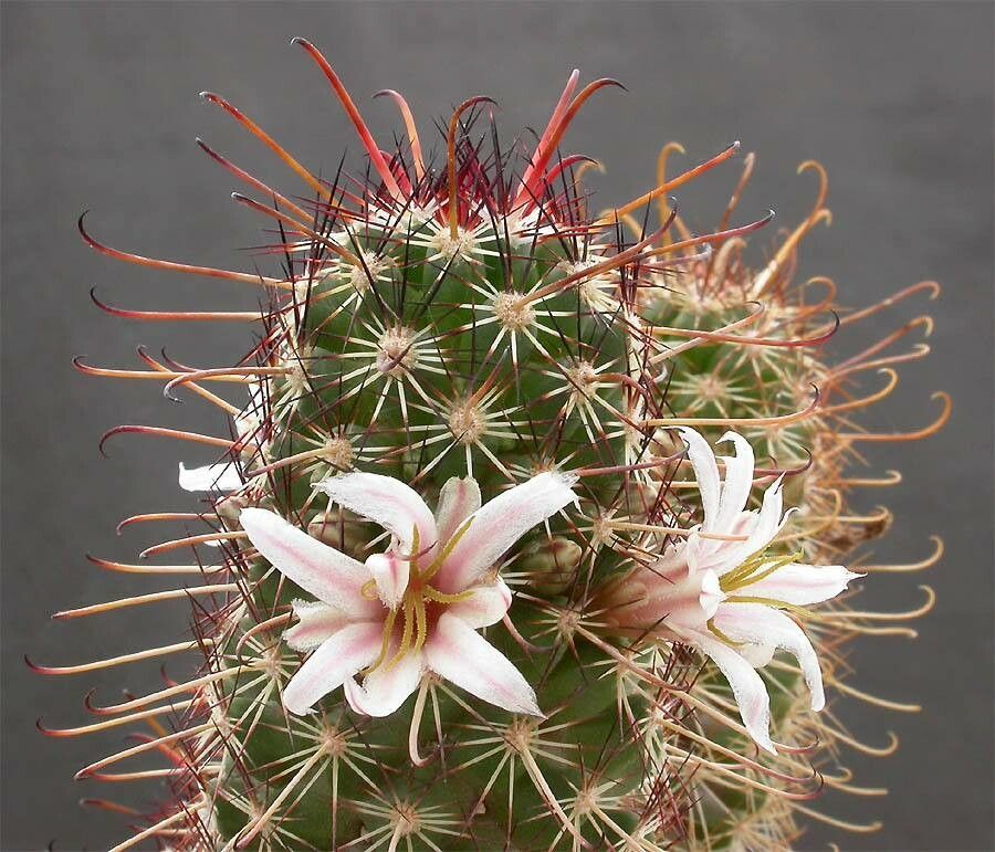 Cochemiea capensis flower