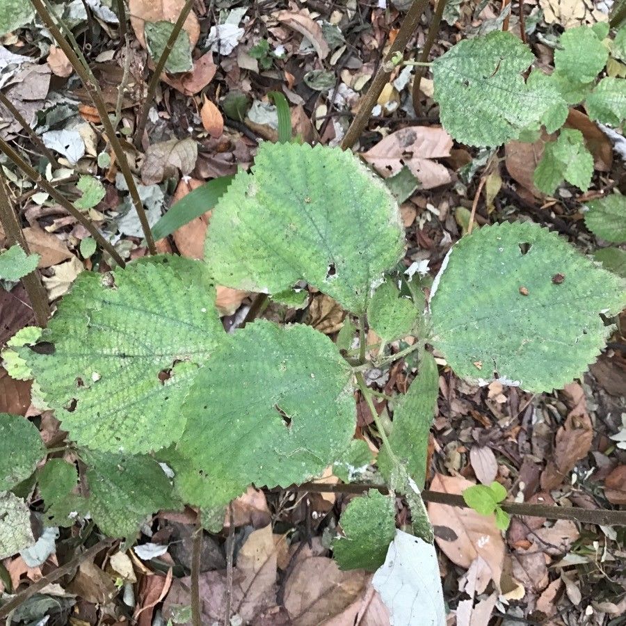 Boehmeria nivea — search result for 'Thailand'