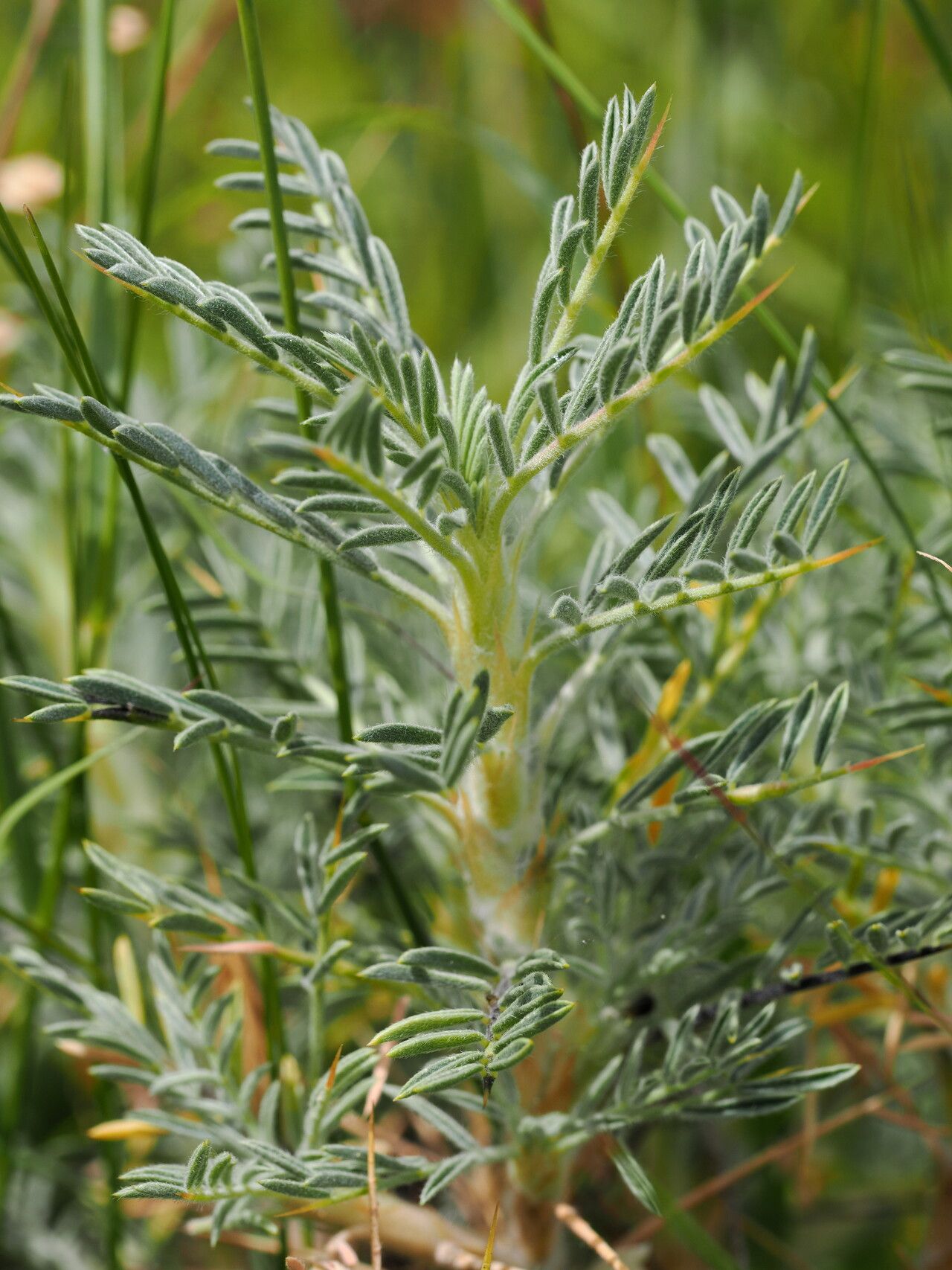 Astragalus microcephalus leaf