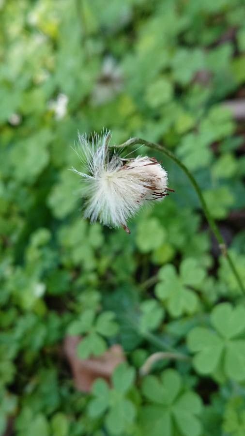 Chaptalia nutans fruit