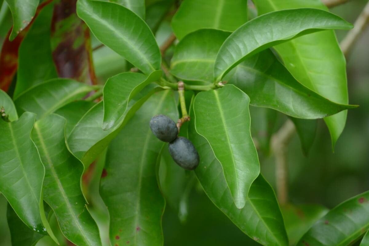 Kopsia arborea fruit