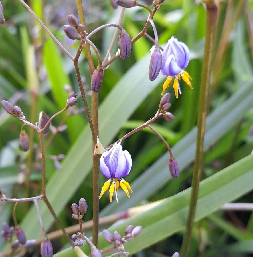 Dianella tasmanica flower