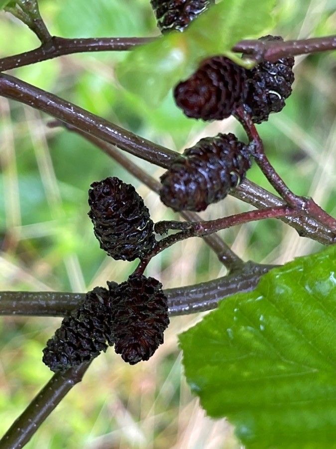 Alnus serrulata fruit