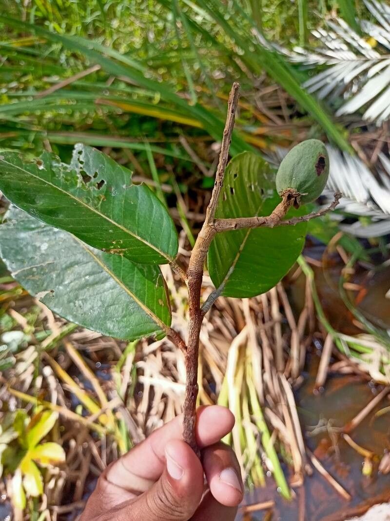 Couepia schottii — houseplant care guide