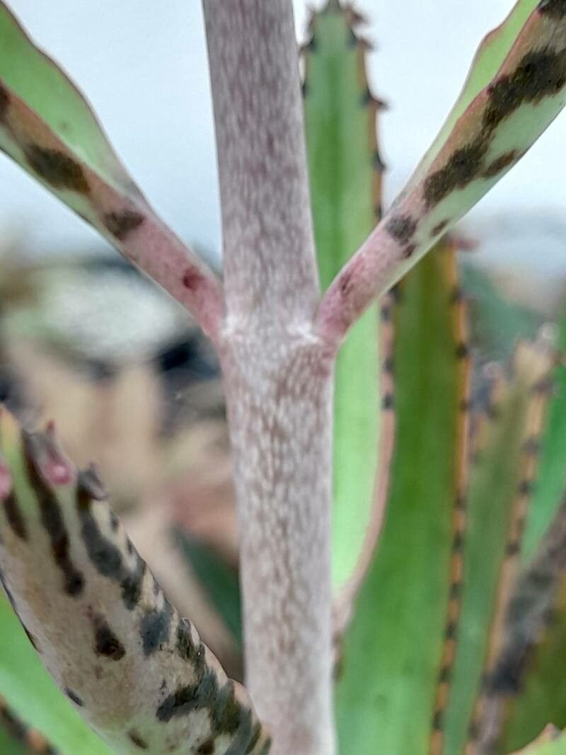Bryophyllum daigremontianum bark