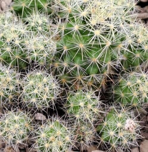 Mammillaria zublerae — houseplant care guide