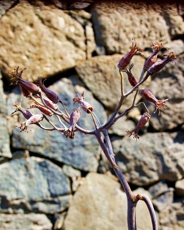 Moricandia foetida flower