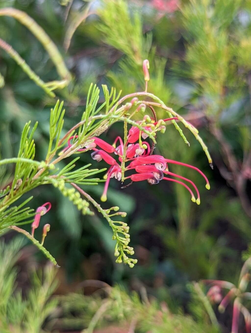 Grevillea thelemanniana flower